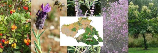 Τα κυριότερα μελισσοκομικά φυτά της Λέσβου και η ανθοφορία τους.